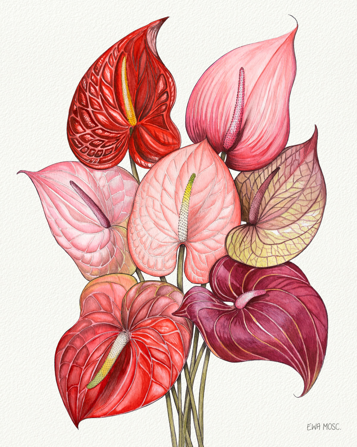 Anthuriums