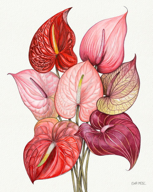 Anthuriums