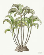 Areca Palm
