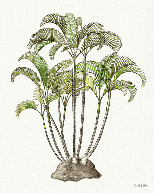 Areca Palm