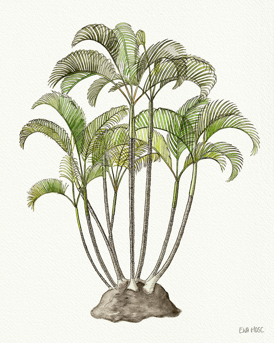 SOLD - Areca Palm
