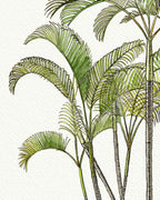 SOLD - Areca Palm