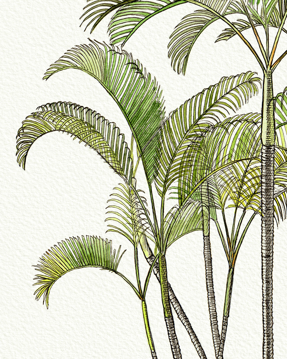 SOLD - Areca Palm