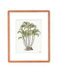 SOLD - Areca Palm