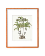 SOLD - Areca Palm