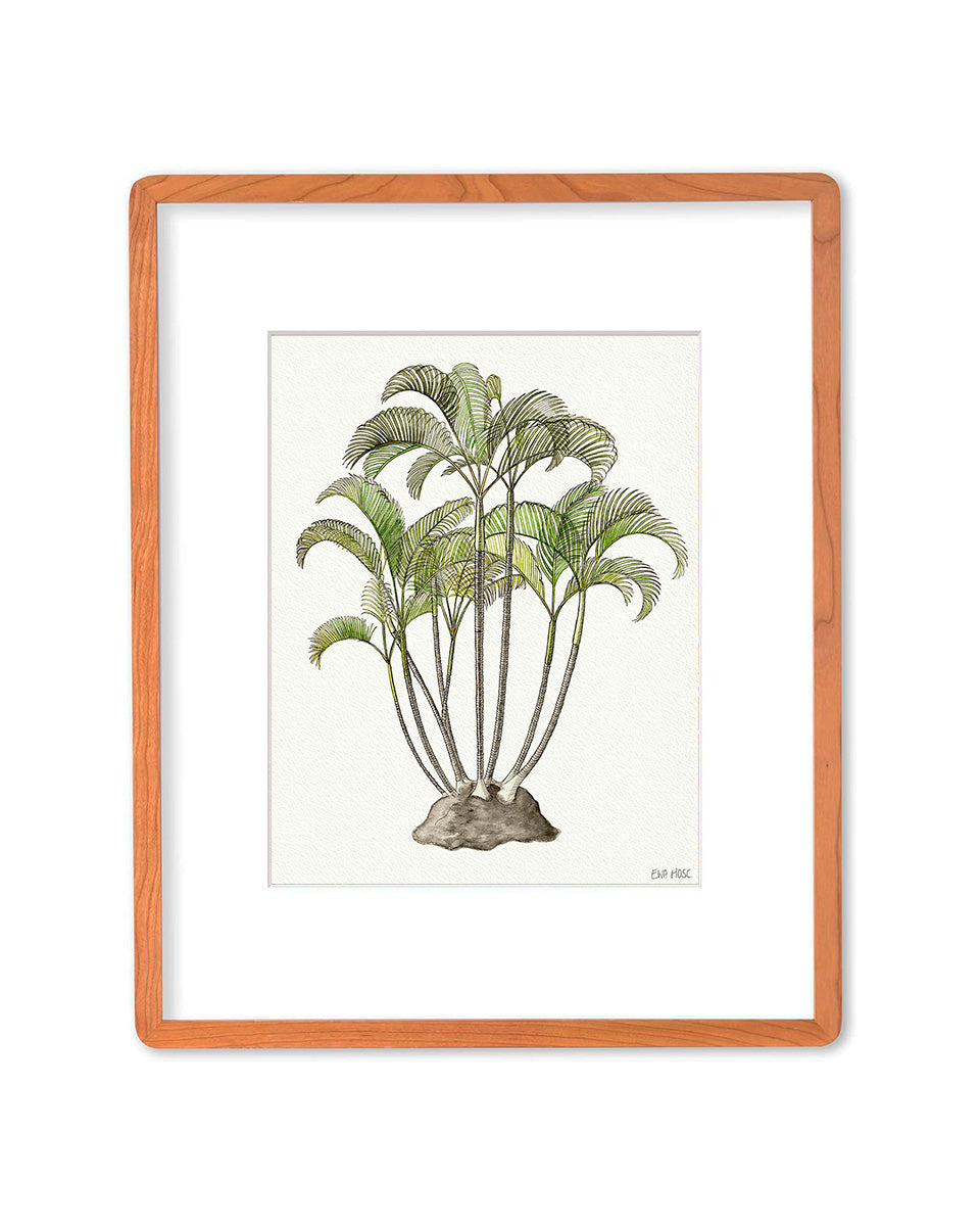 SOLD - Areca Palm