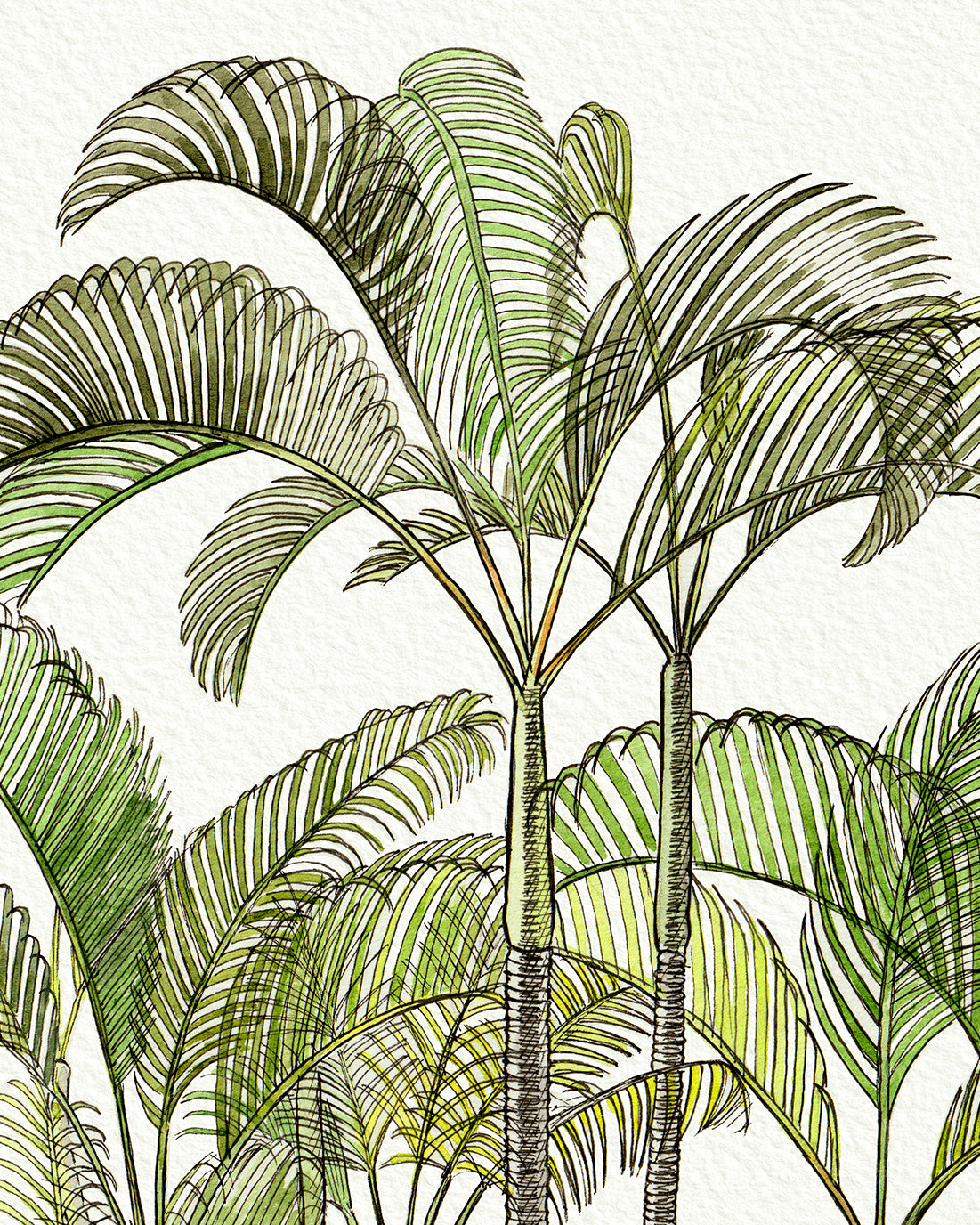 SOLD - Areca Palm