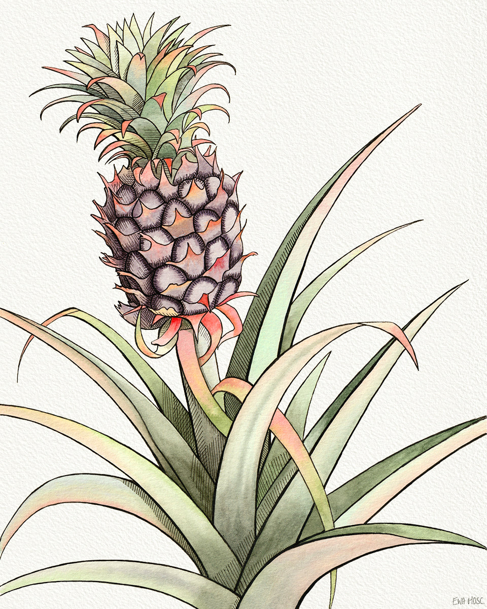 Baby Pineapple