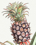 Baby Pineapple