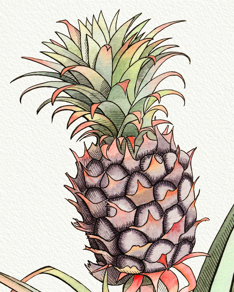 Baby Pineapple