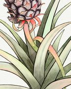 Baby Pineapple