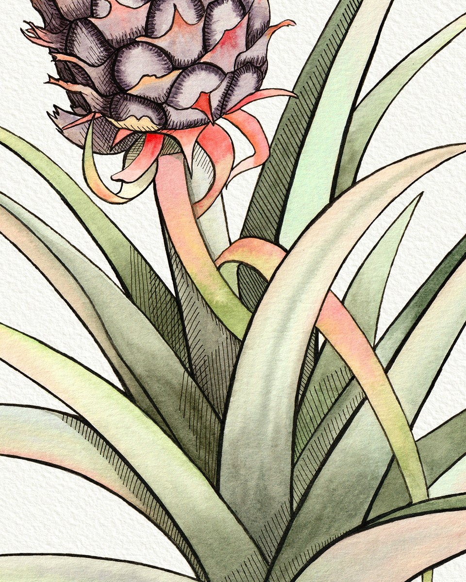 Baby Pineapple