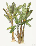 Banana Tree