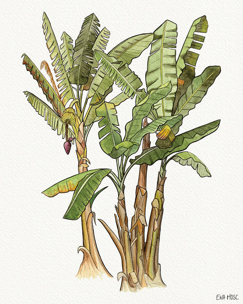 Banana Tree