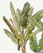 Banana Tree