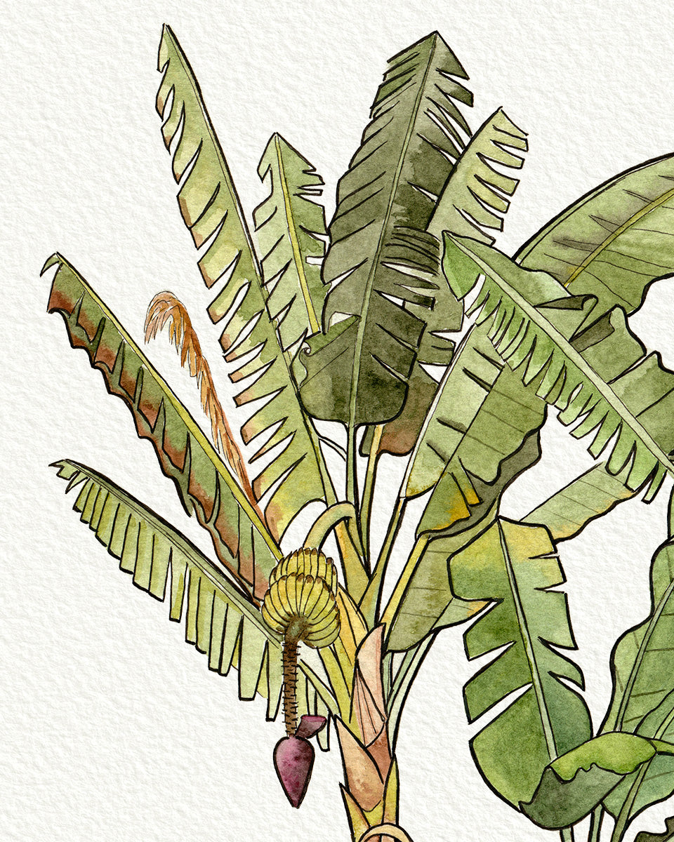 Banana Tree