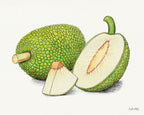 Breadfruit