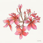 Cherry Pink Plumeria - 12x12" Limited Edition Print