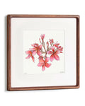 Cherry Pink Plumeria - 12x12" Limited Edition Print