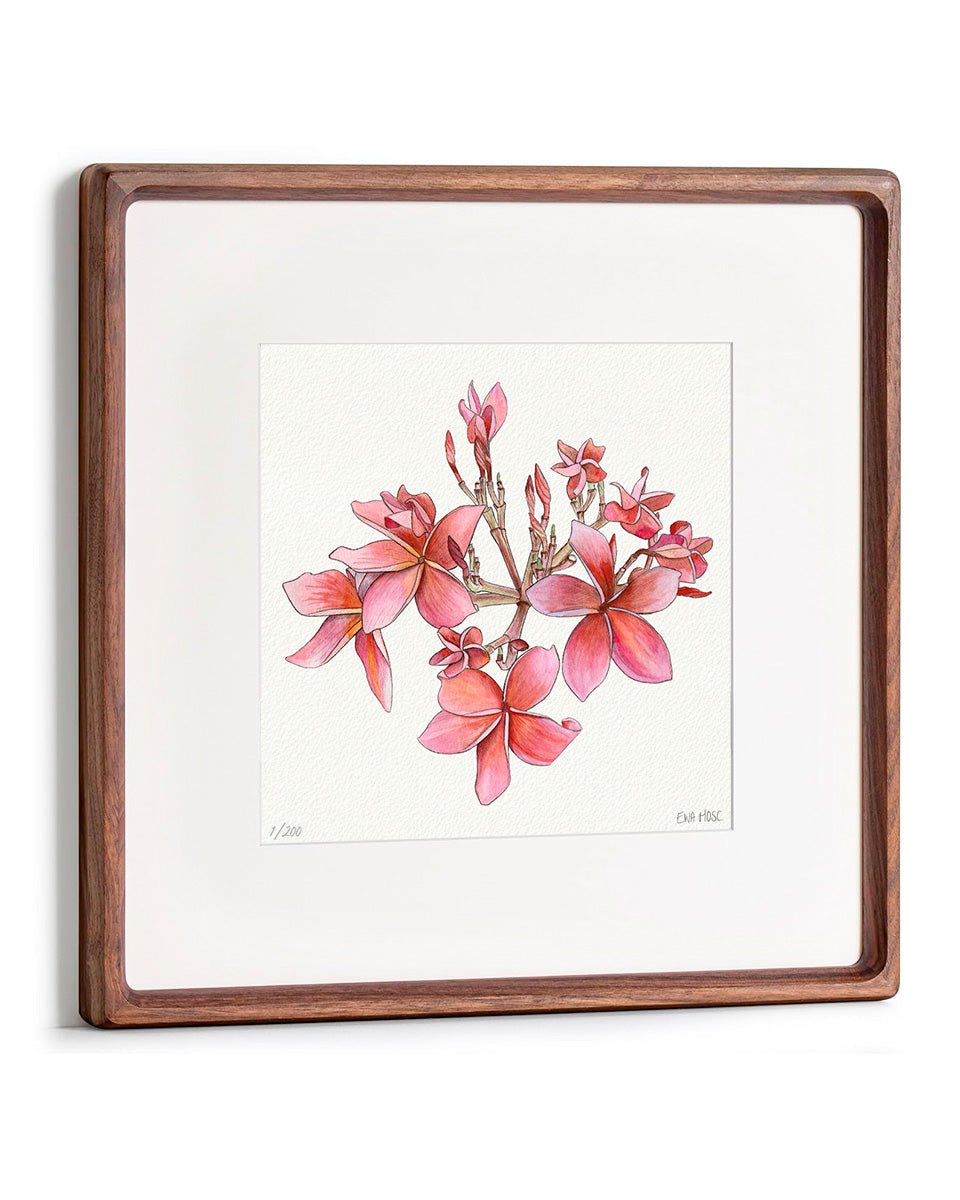 Cherry Pink Plumeria - 12x12" Limited Edition Print