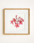 Cherry Pink Plumeria
