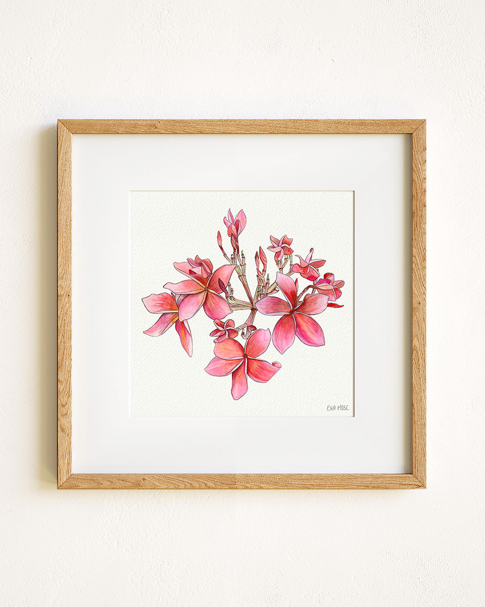 Cherry Pink Plumeria