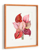 Anthuriums - 11x14" Limited Edition Print