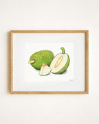Breadfruit