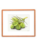 Green Coconuts