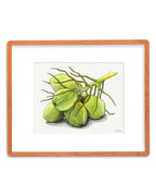 Green Coconuts