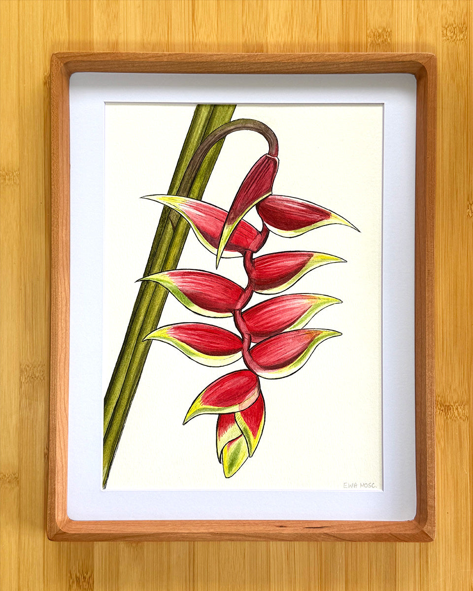 Lobster Claw Heliconia