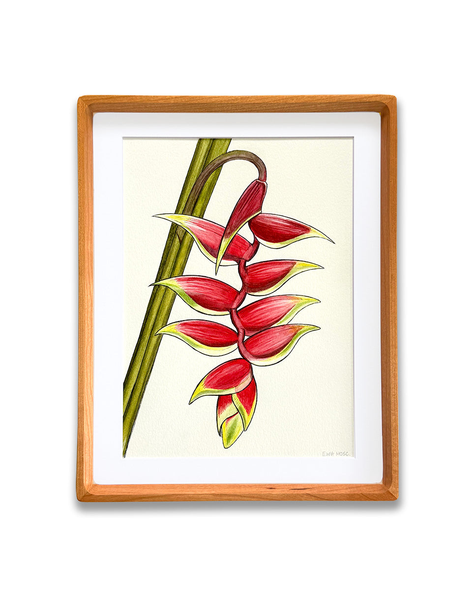 Lobster Claw Heliconia