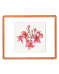 SOLD - Cherry Pink Plumeria