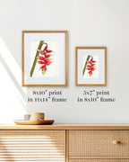 Lobster Claw Heliconia