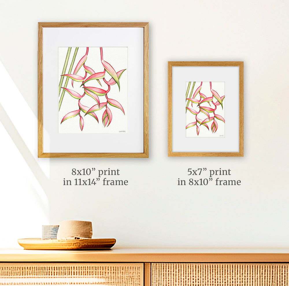 Pink Heliconias