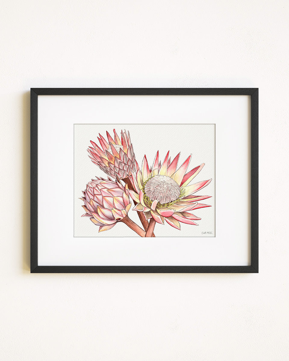 Proteas
