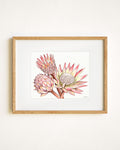 Proteas