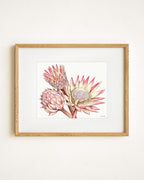 Proteas