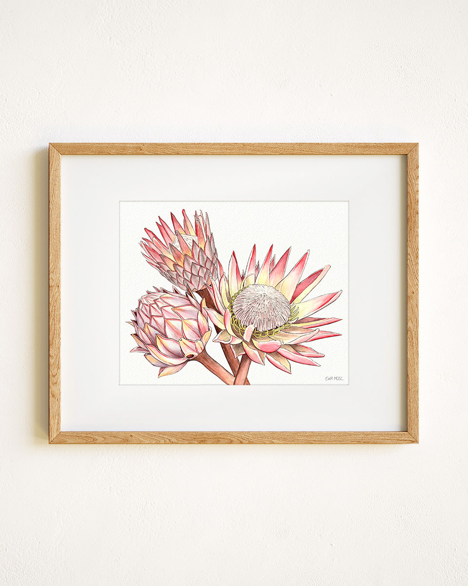 Proteas