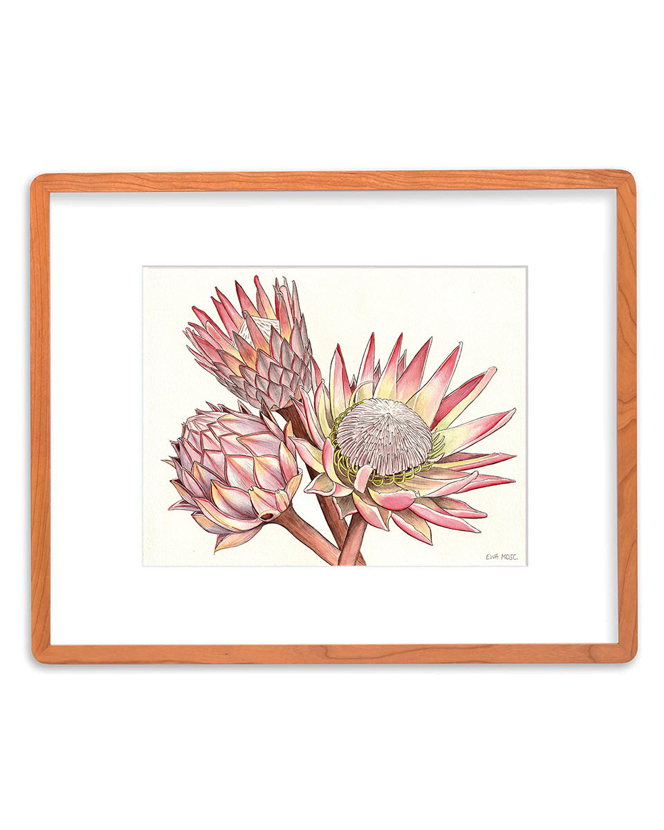 Proteas