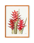 Red Heliconia Caribaea