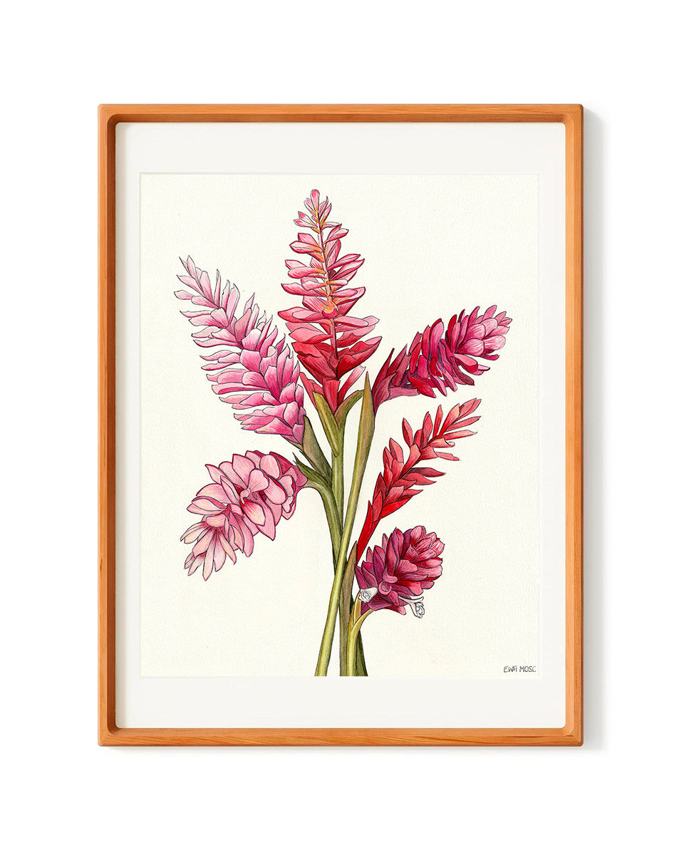 Pink & Red Gingers