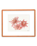 SOLD - Torch Gingers