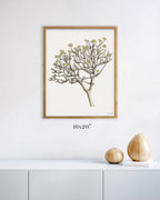 Plumeria Tree