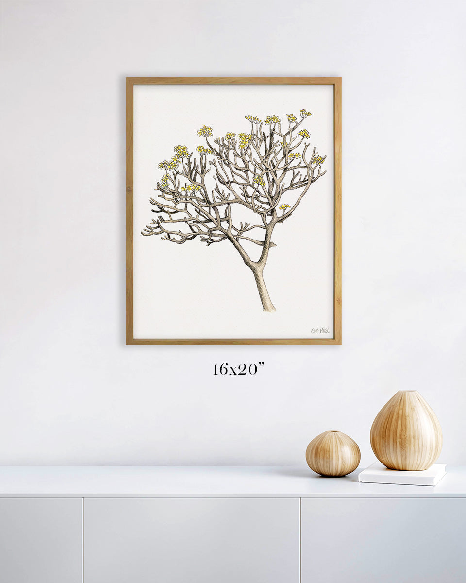 Plumeria Tree