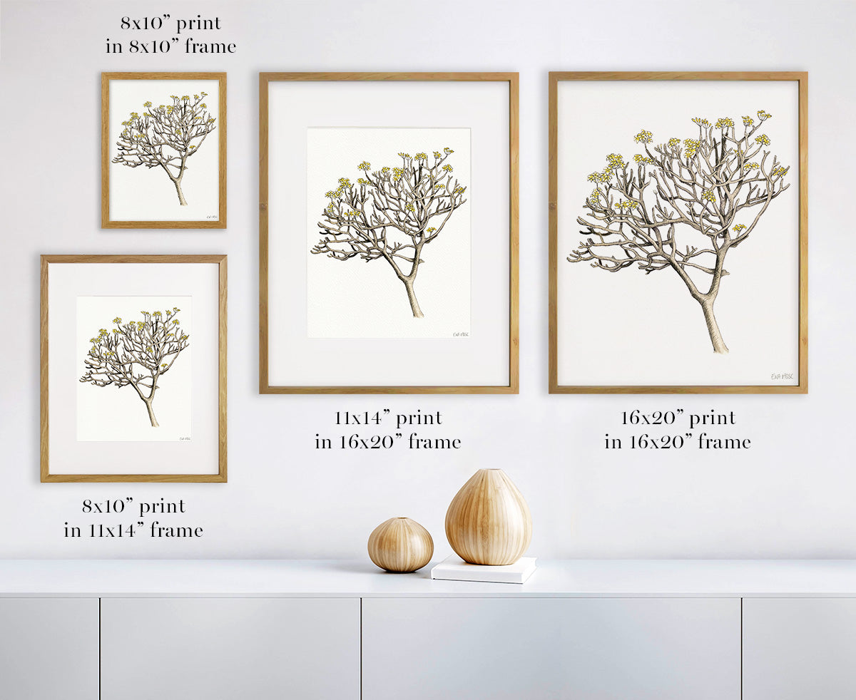 Plumeria Tree