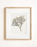 Plumeria Tree