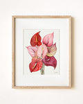 Anthuriums