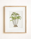 Areca Palm