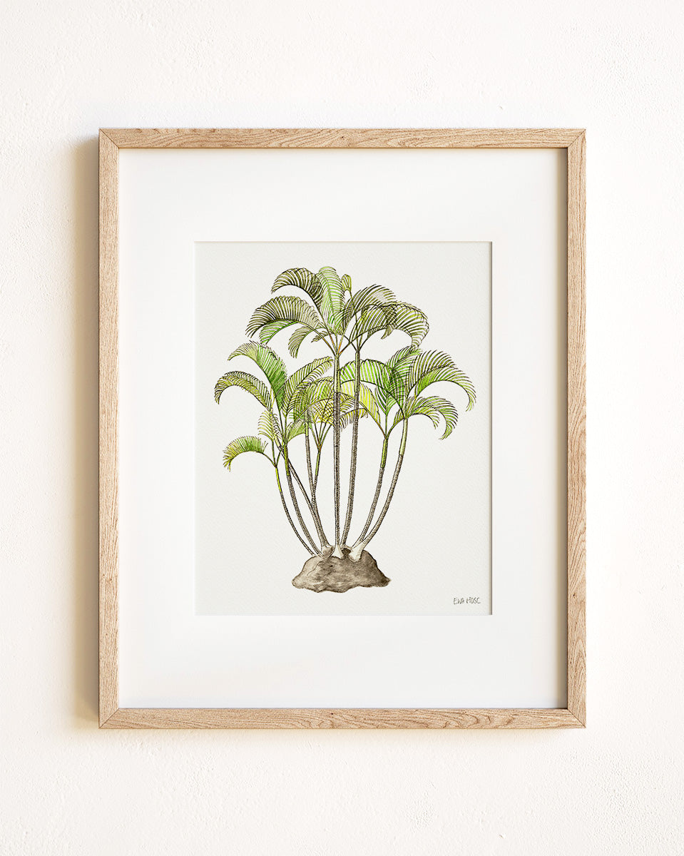 Areca Palm